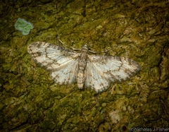 Chloroclystis mniochroa