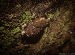 Poropterus bisignatus