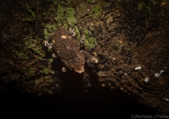 Poropterus bisignatus