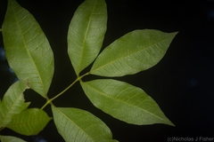 Bouchardatia neurococca