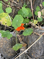 Tropaeolum majus image