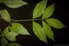 Bouchardatia neurococca