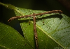 Tetraschalis arachnodes