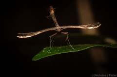 Tetraschalis arachnodes