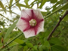 Oxystelma esculentum