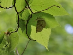 Metarranthis indeclinata
