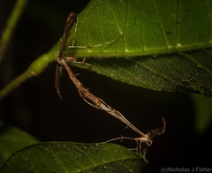Tetraschalis arachnodes