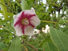 Oxystelma esculentum