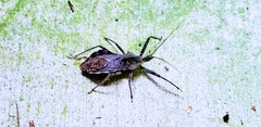 Triatoma infestans