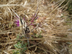 Melanargia titea