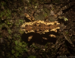 Poropterus angustatus