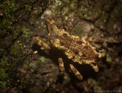 Poropterus angustatus