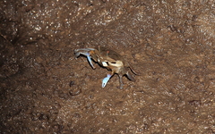 Macrophthalmus pacificus