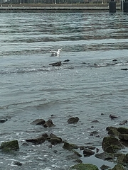 Larus argentatus