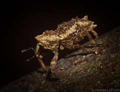 Poropterus angustatus