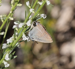 Satyrium abdominalis
