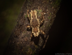 Poropterus angustatus