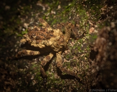 Poropterus angustatus