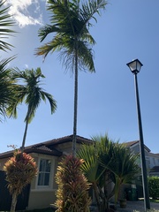 Ptychosperma elegans