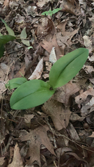 Galearis spectabilis