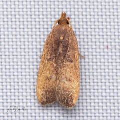 Glyphidocera democratica