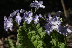 Primula sieboldii