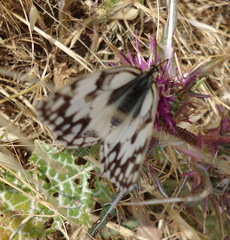 Melanargia titea