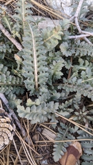 Pedicularis semibarbata