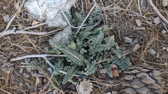 Pedicularis semibarbata