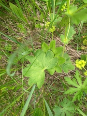 Alchemilla sarmatica
