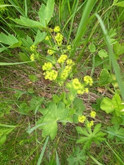 Alchemilla sarmatica