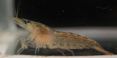 Neocaridina palmata