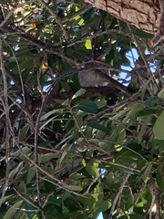 Mimus polyglottos image