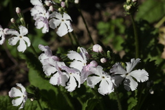 Primula sieboldii