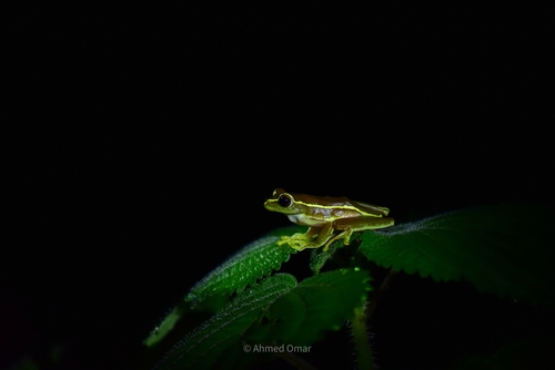 Tree frog, Rhacophorus lateralis