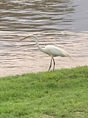Ardea alba