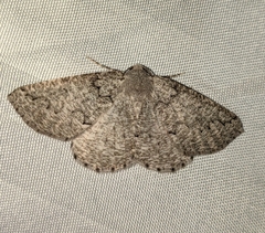 Sabulodes packardata