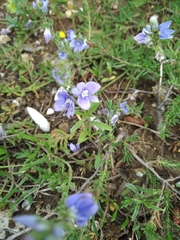 Veronica taurica