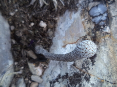 Turbinicarpus heliae