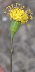 Senecio othonniflorus
