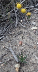 Senecio othonniflorus