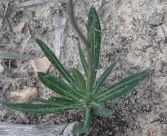 Senecio othonniflorus