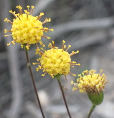 Senecio othonniflorus