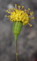 Senecio othonniflorus