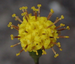 Senecio othonniflorus
