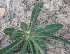 Senecio othonniflorus