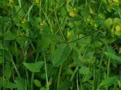 Euphorbia angulata