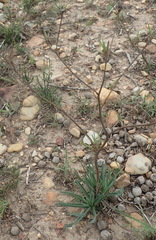 Senecio othonniflorus