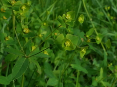 Euphorbia angulata