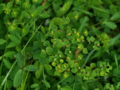 Euphorbia angulata
